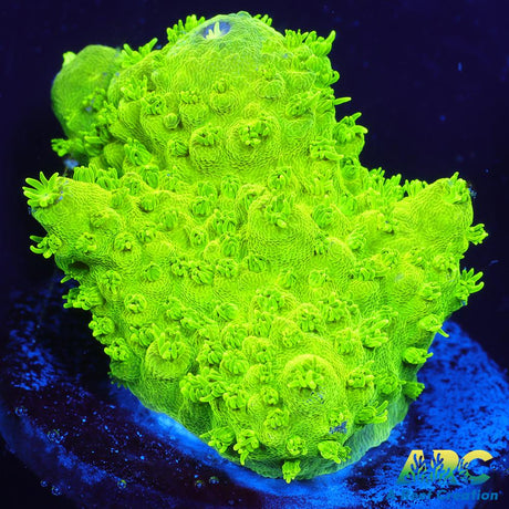 ARC RandyO's Humilis