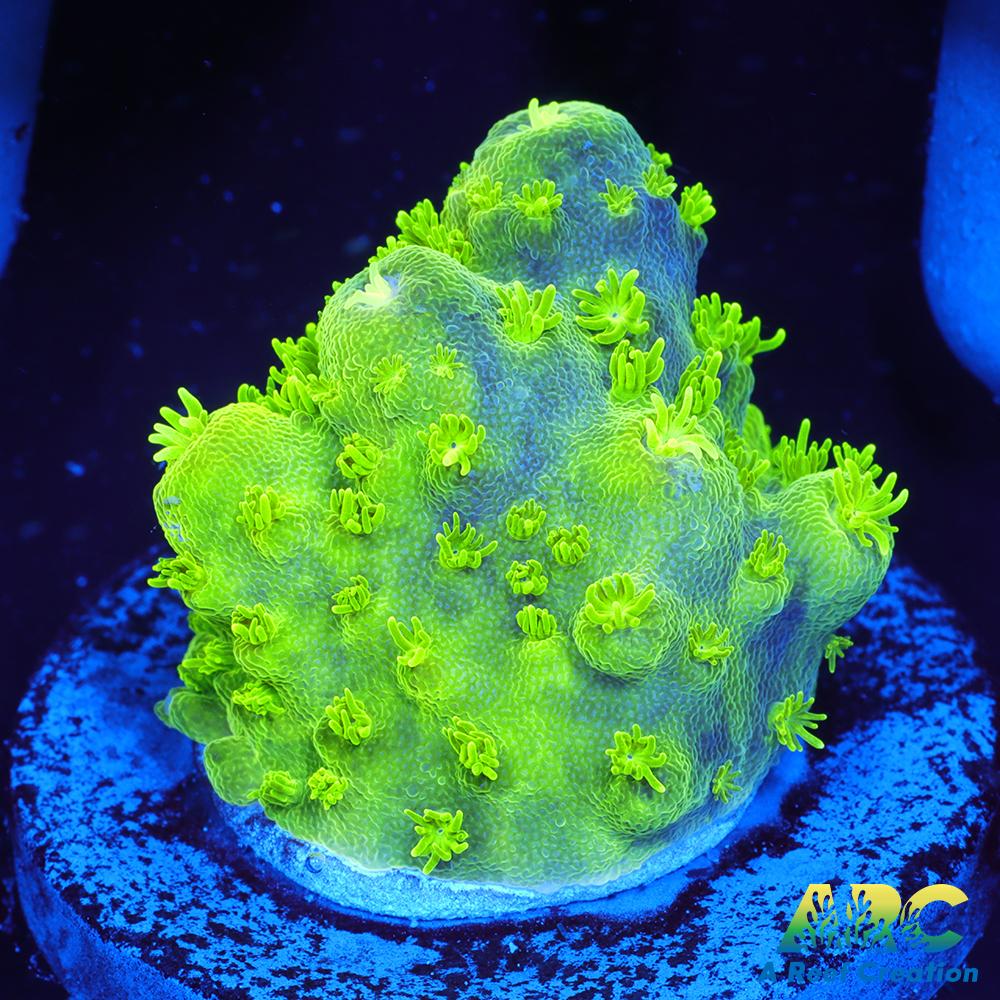 ARC RandyO's Humilis