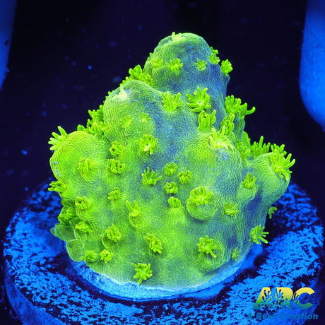 ARC RandyO's Humilis