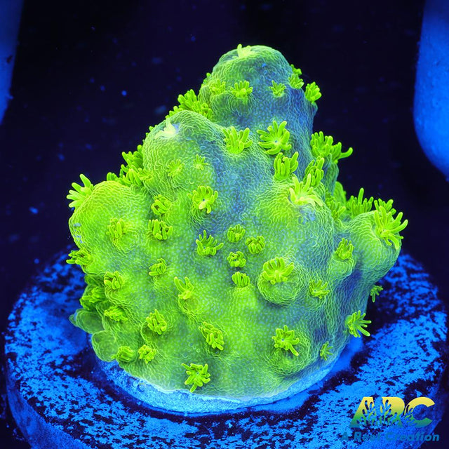 ARC RandyO's Humilis