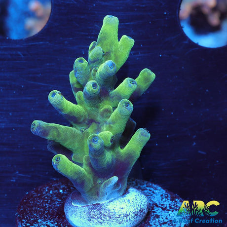 ARC Teal Navini
