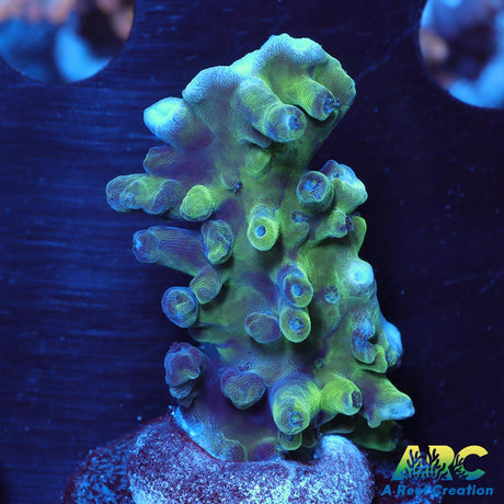 ARC Teal Navini