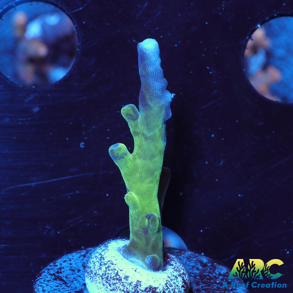 ARC Teal Navini