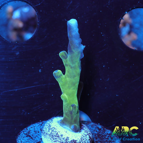 ARC Teal Navini
