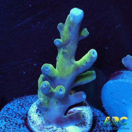 ARC Teal Navini