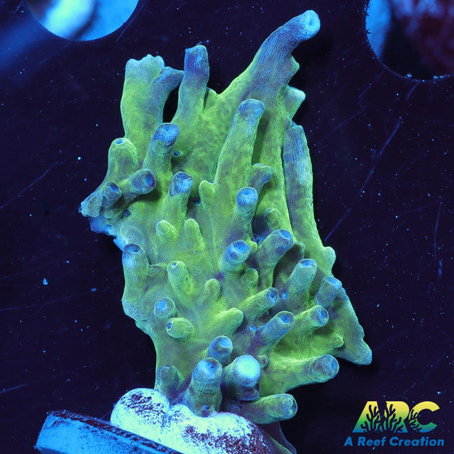 ARC Teal Navini