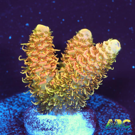 ASD Rainbow Milli
