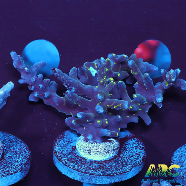 CC Needle in a Haystack