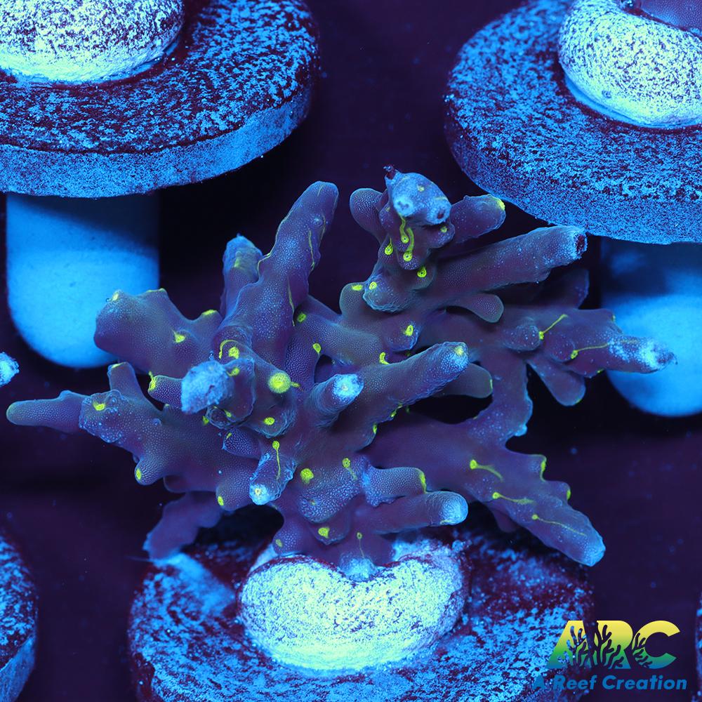 CC Needle in a Haystack