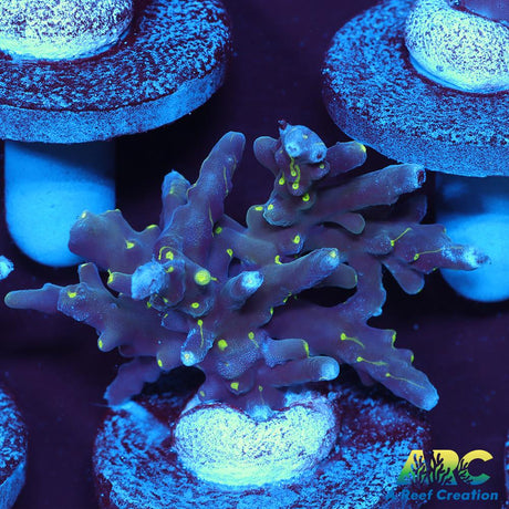 CC Needle in a Haystack