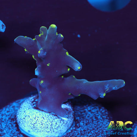 CC Needle in a Haystack