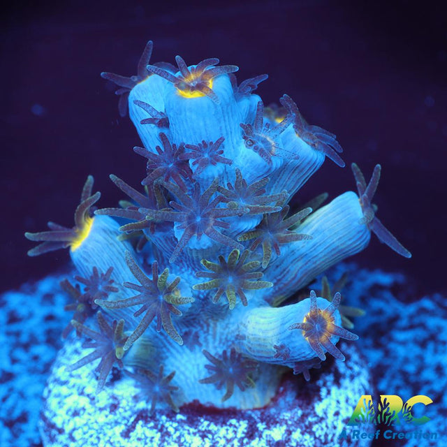 CC Pink Highlighter Tenuis