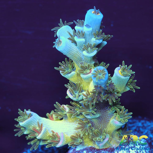 CC Pink Highlighter Tenuis