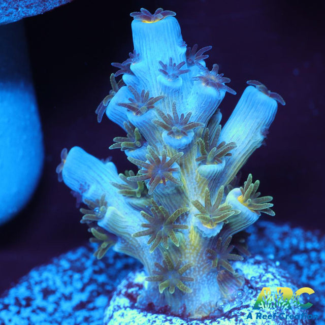 CC Pink Highlighter Tenuis