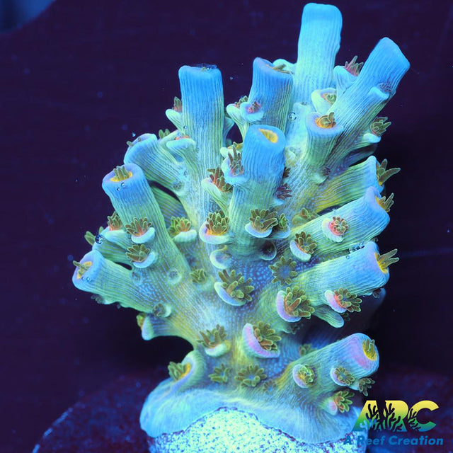 CC Pink Highlighter Tenuis