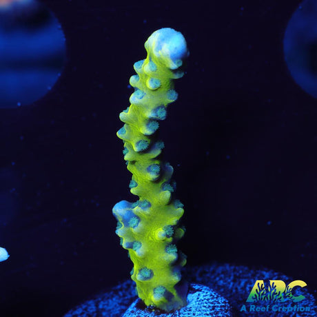 Green Goblin Anacropora