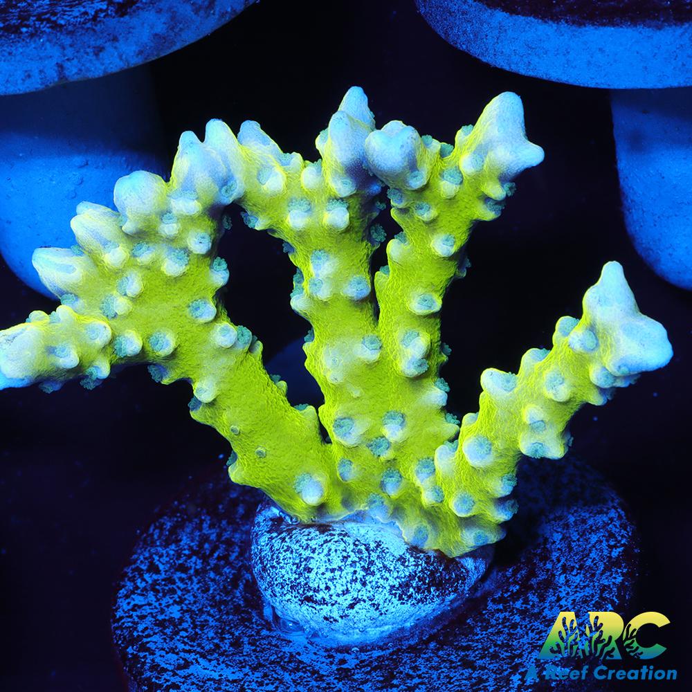 Green Goblin Anacropora