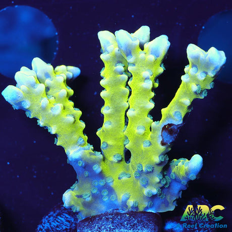 Green Goblin Anacropora