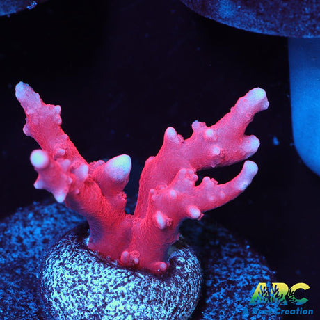 JF TNT Anacropora
