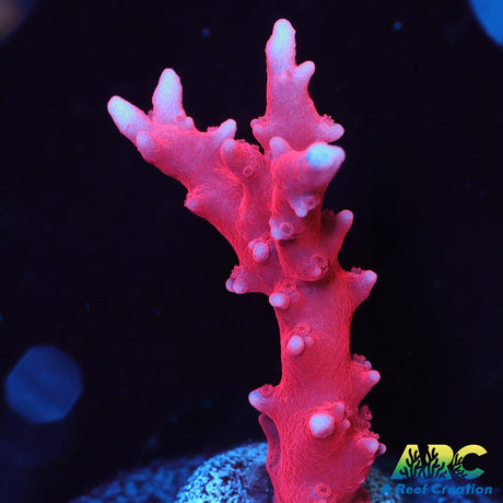 JF TNT Anacropora
