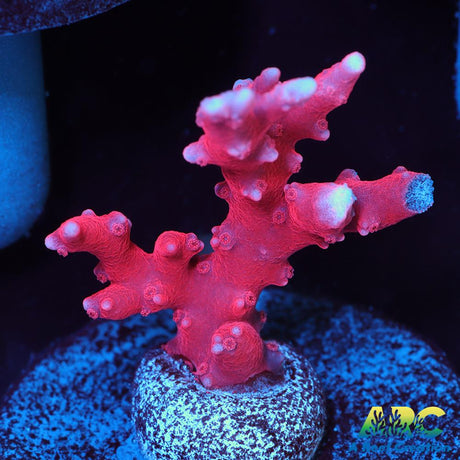 JF TNT Anacropora