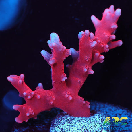 JF TNT Anacropora