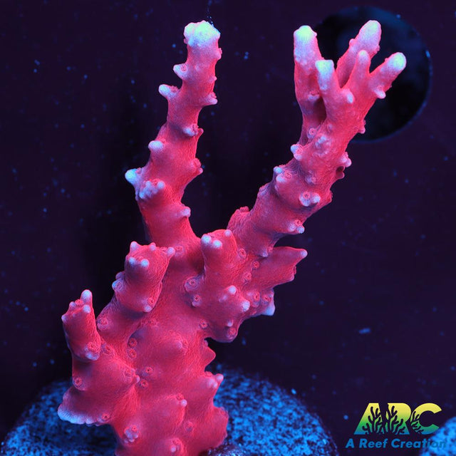 JF TNT Anacropora