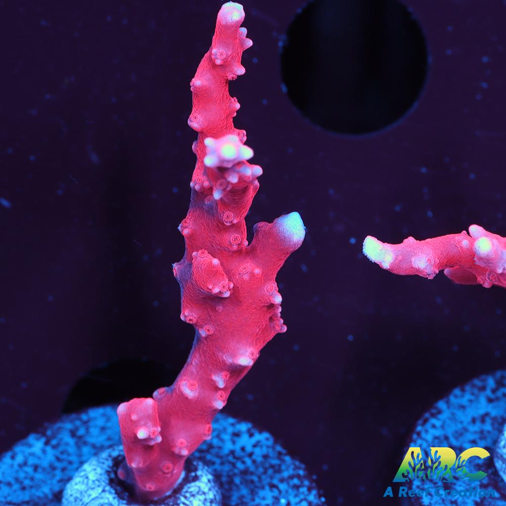 JF TNT Anacropora