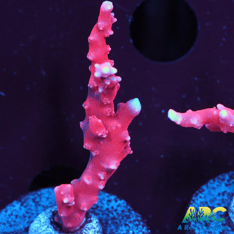 JF TNT Anacropora