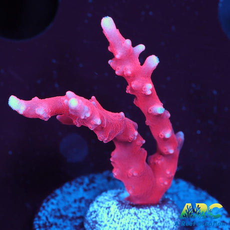 JF TNT Anacropora