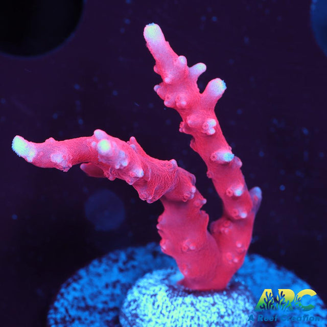 JF TNT Anacropora