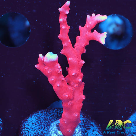 JF TNT Anacropora