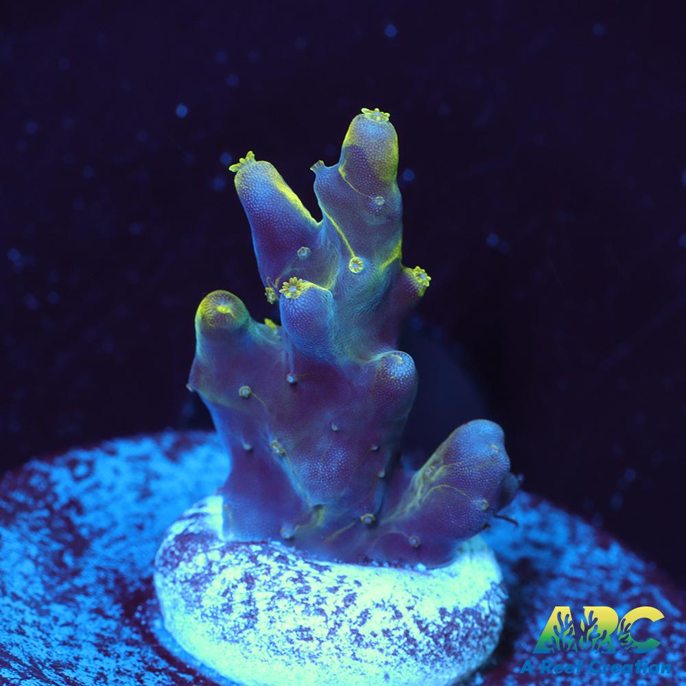 PratReef Table