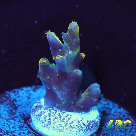 PratReef Table