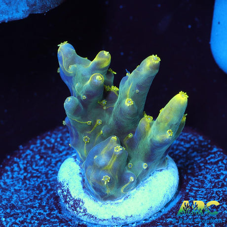 PratReef Table