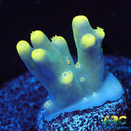 PratReef Table