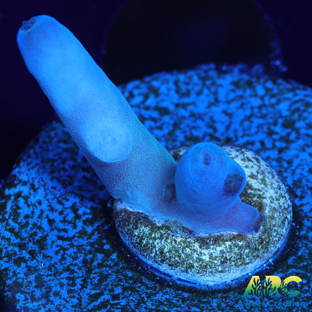 ReefGen Blueberry Fantasy Granulosa