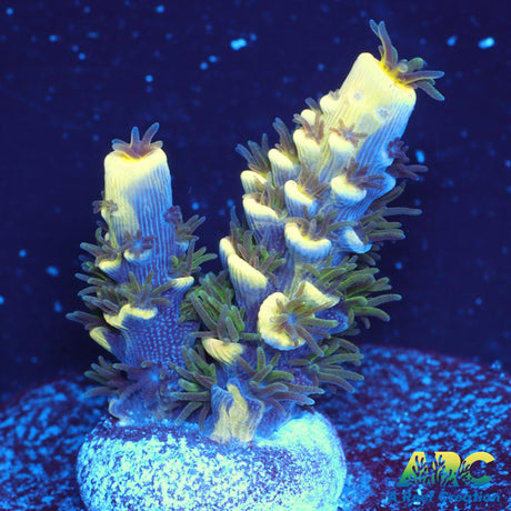 RRC Bananorama