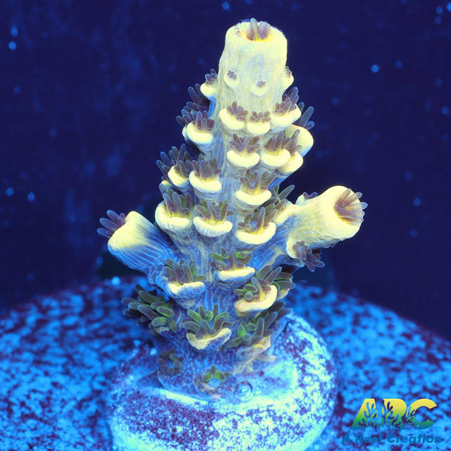 RRC Bananorama