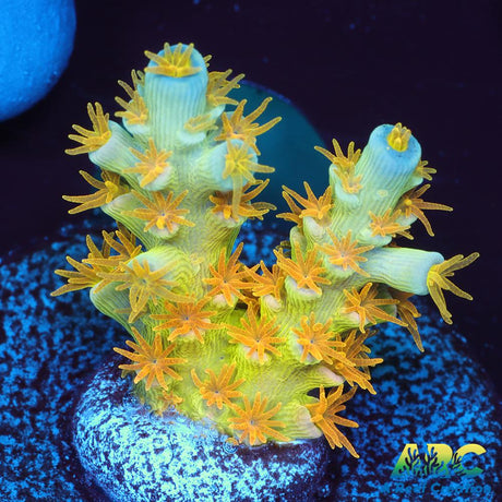 RRC Orange Passion
