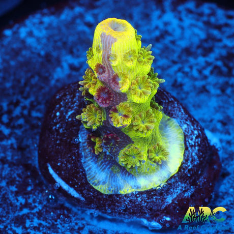 RRC Rainbow Splice