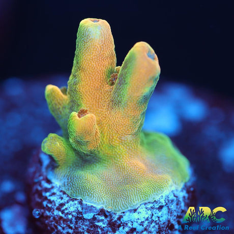 RRC Jaw Dropper