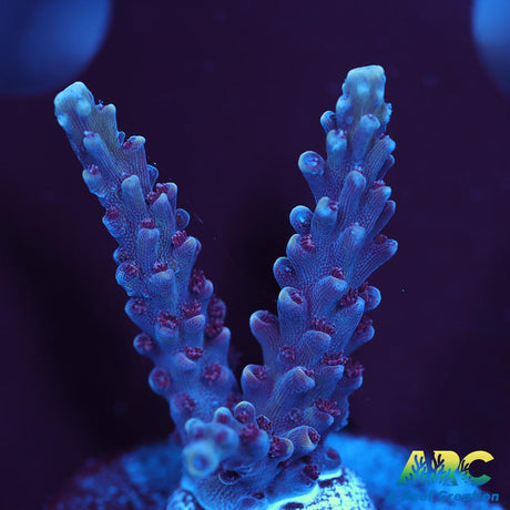 Sanjay's Concord Grape