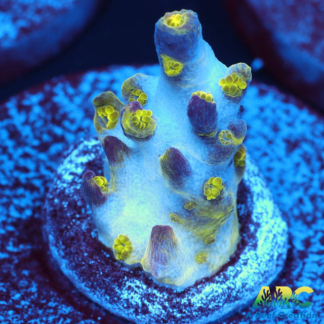 Sanjay's Wrecking Ball