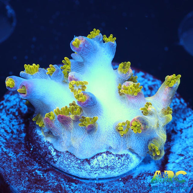 Sanjay's Wrecking Ball