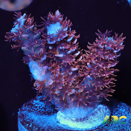 WWC Pink Panther Tenuis