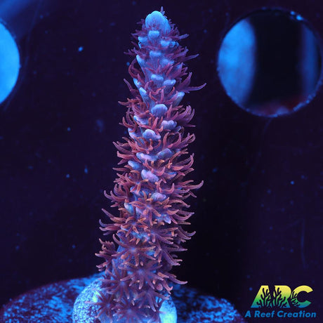 WWC Pink Panther Tenuis