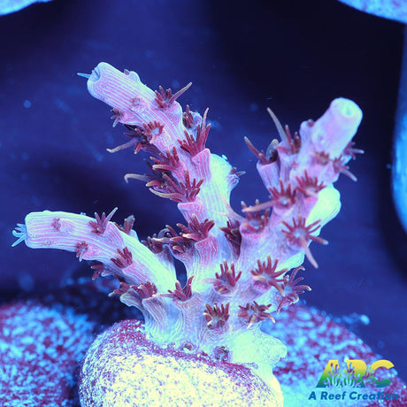 WWC Pink Passion