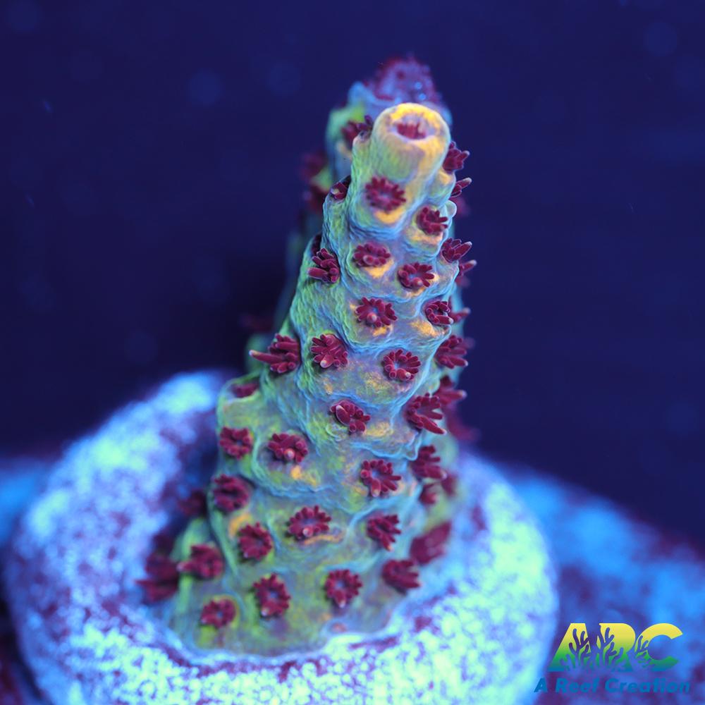 WWC Red Polyp Clathrata