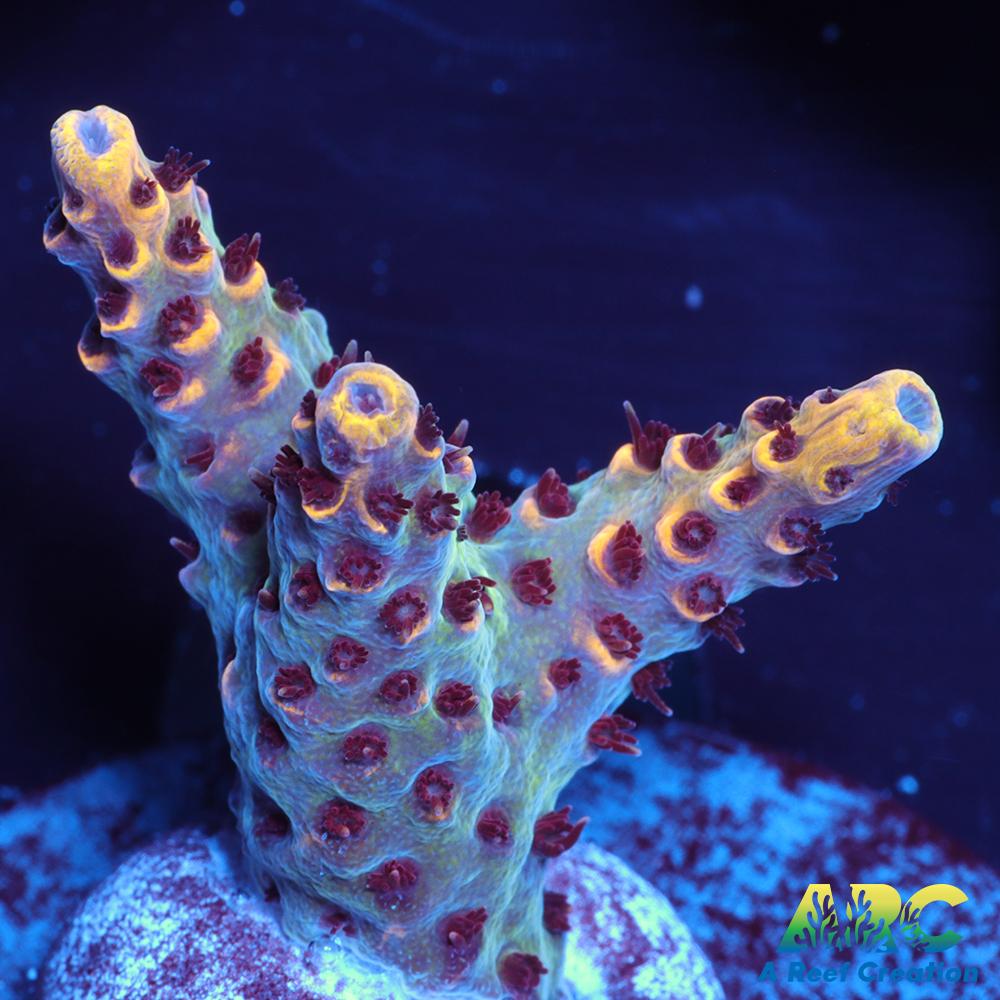 WWC Red Polyp Clathrata